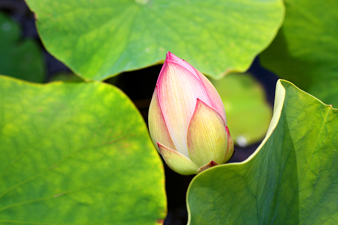 Peaking Lotus