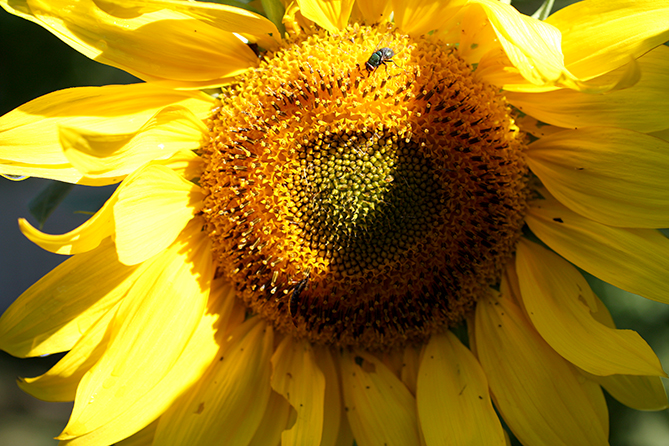 Sunflower