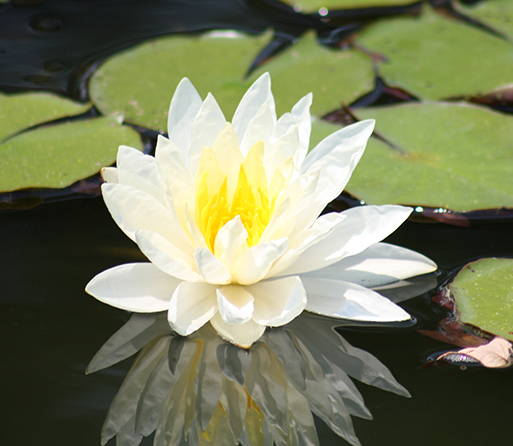 A Lily's Reflection