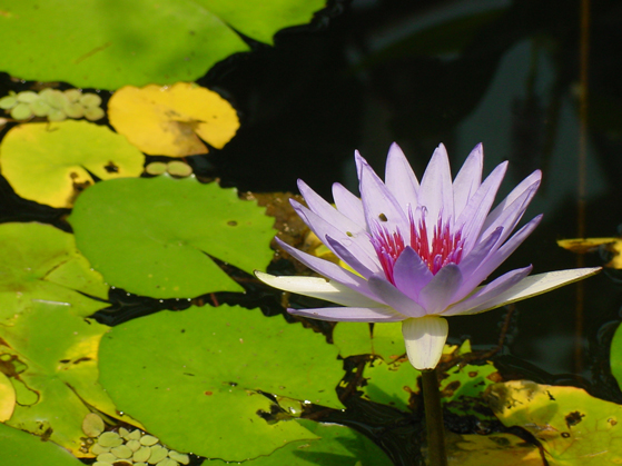 Lily Pad Road